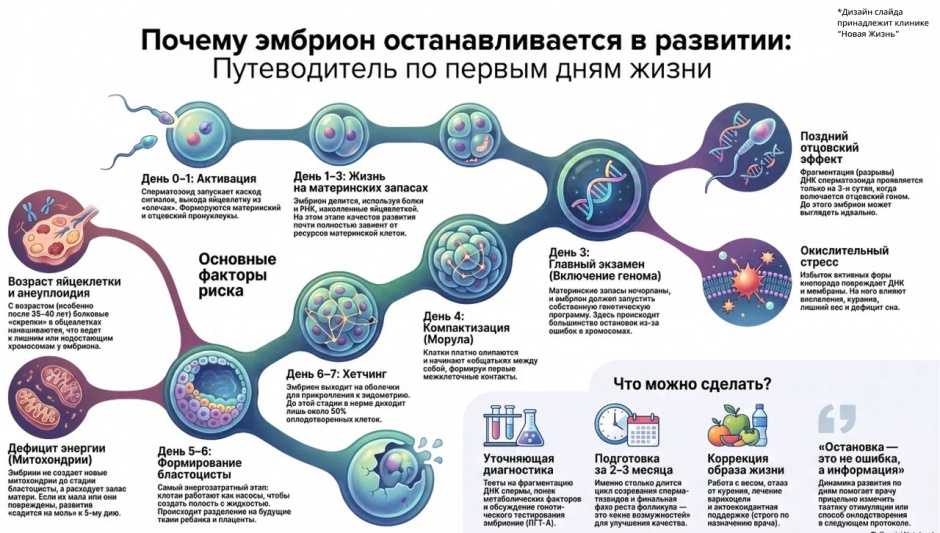 Почему эмбрион останавливается в развитии