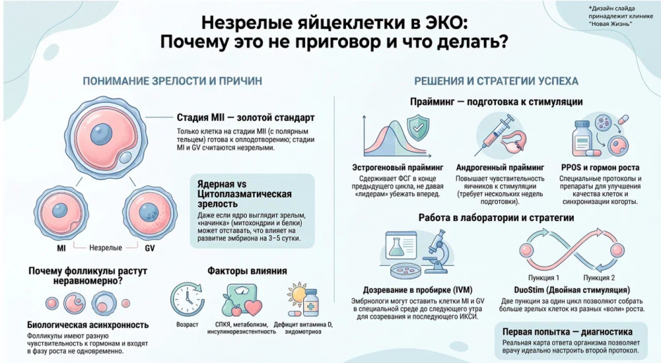 Незрелые яйцеклетки