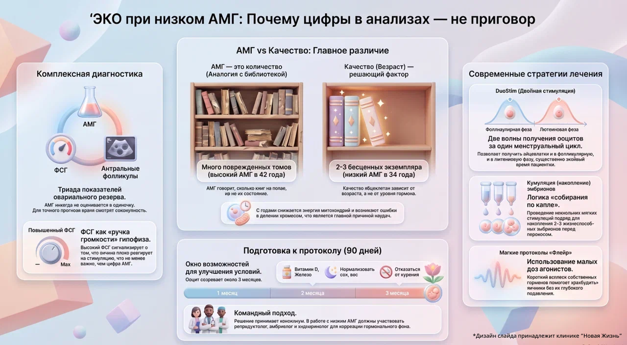 ЭКО при низком АМГ - шпаргалка